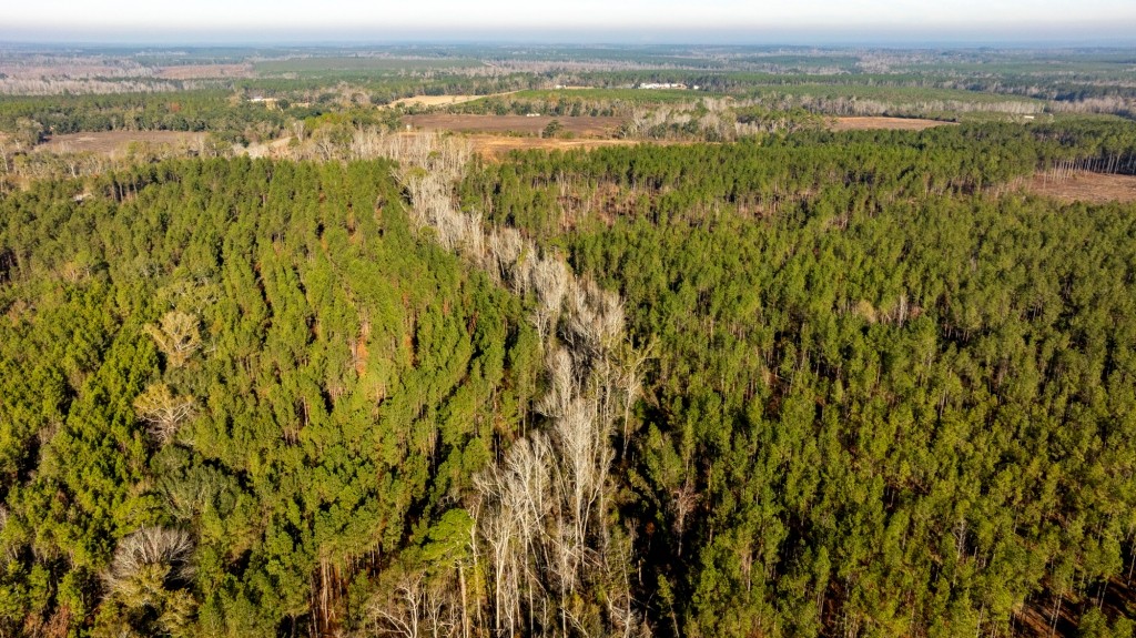 White Spring Timber Photo