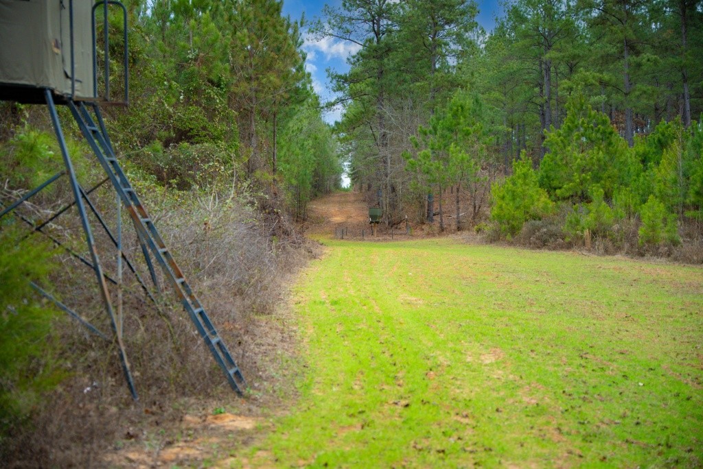 Payne Bottom Timberland Photo