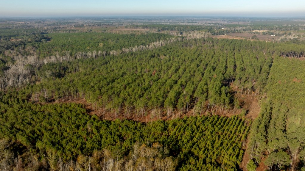 White Spring Timber Photo