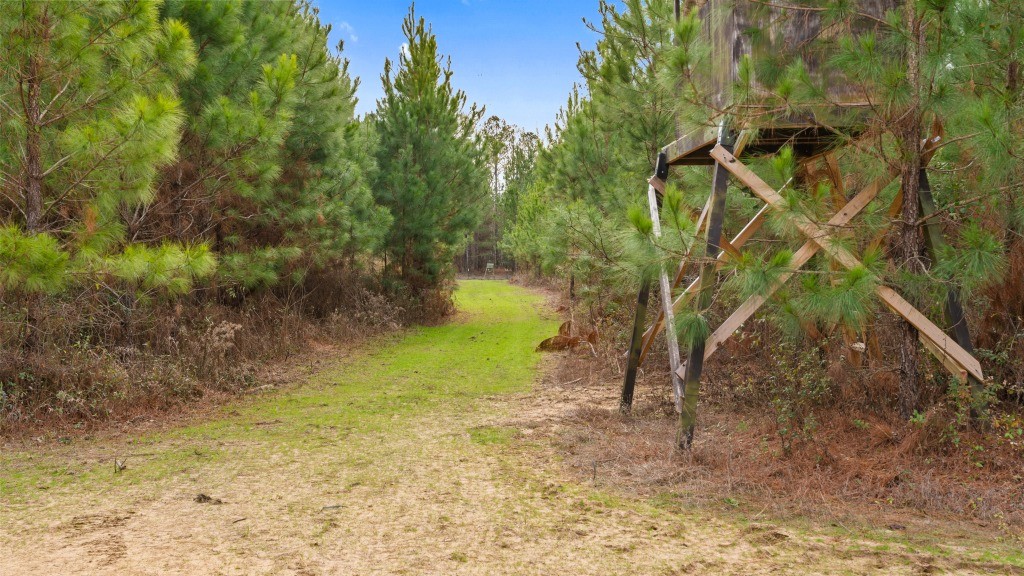 Payne Bottom Timberland Photo