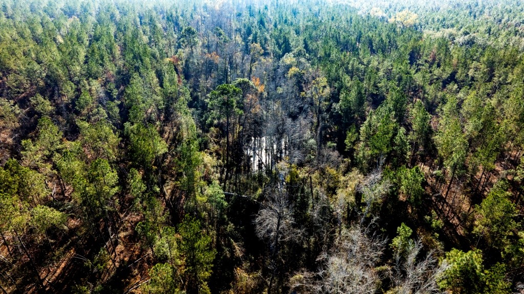 Buck Creek Timber Photo