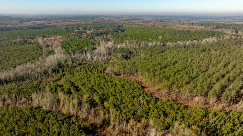 White Spring Timber Photo