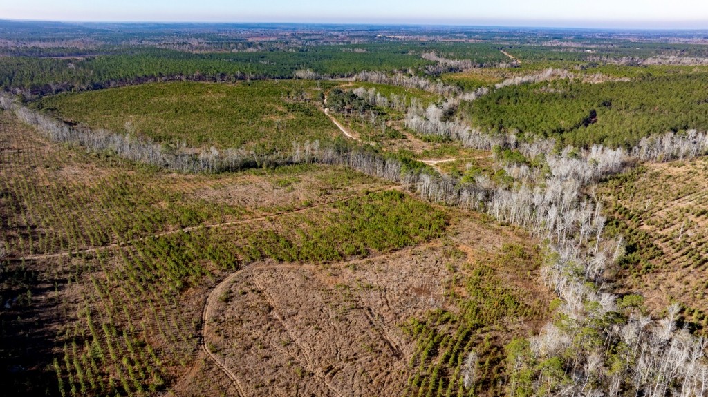 Buck Creek Timber Photo