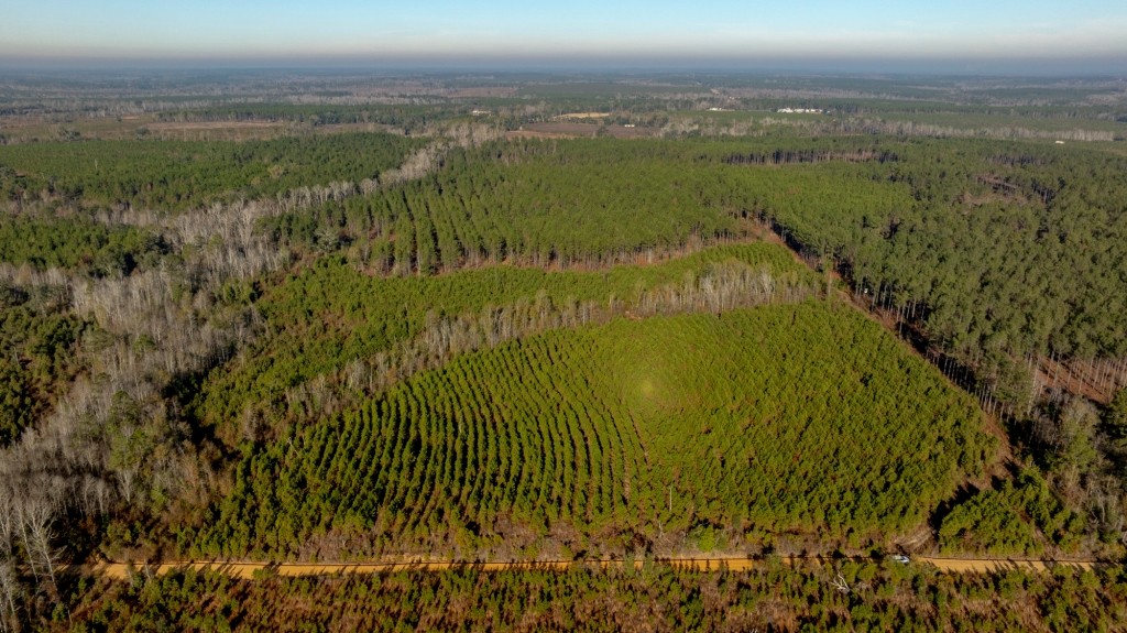 White Spring Timber Photo