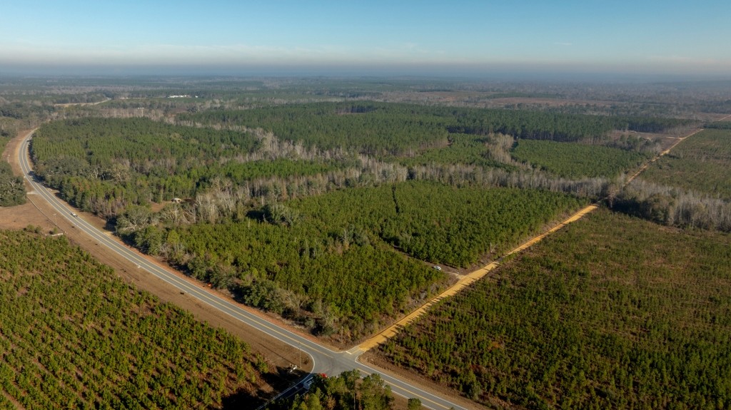 White Spring Timber Photo