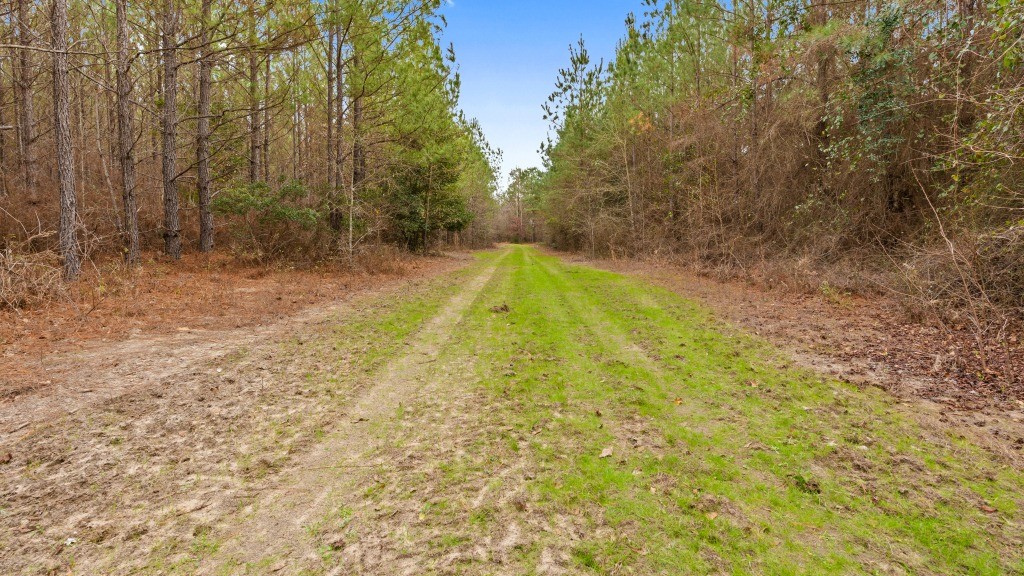 Payne Bottom Timberland Photo