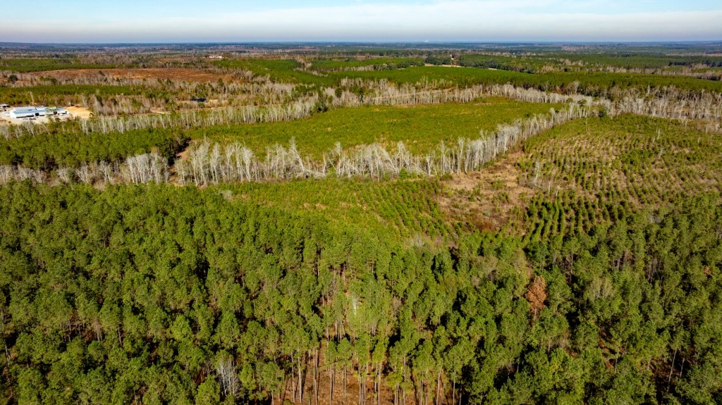 Buck Creek Timber Photo