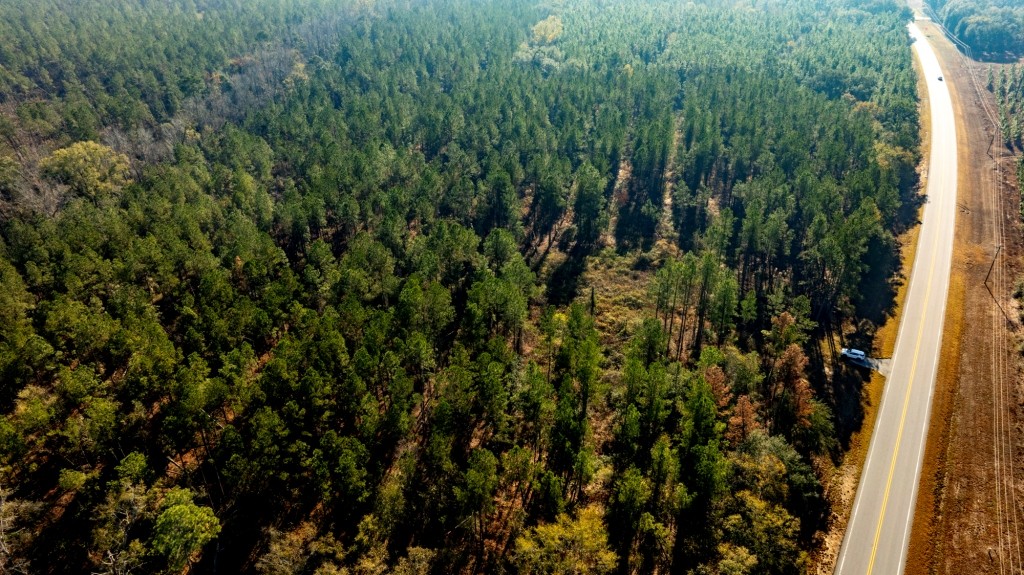 White Spring Timber Photo