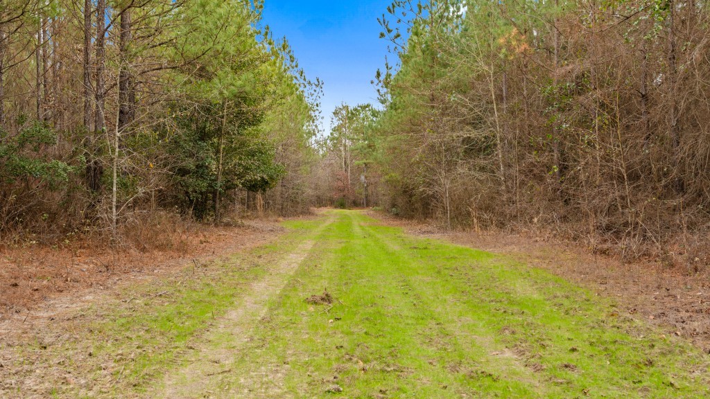 Payne Bottom Timberland Photo