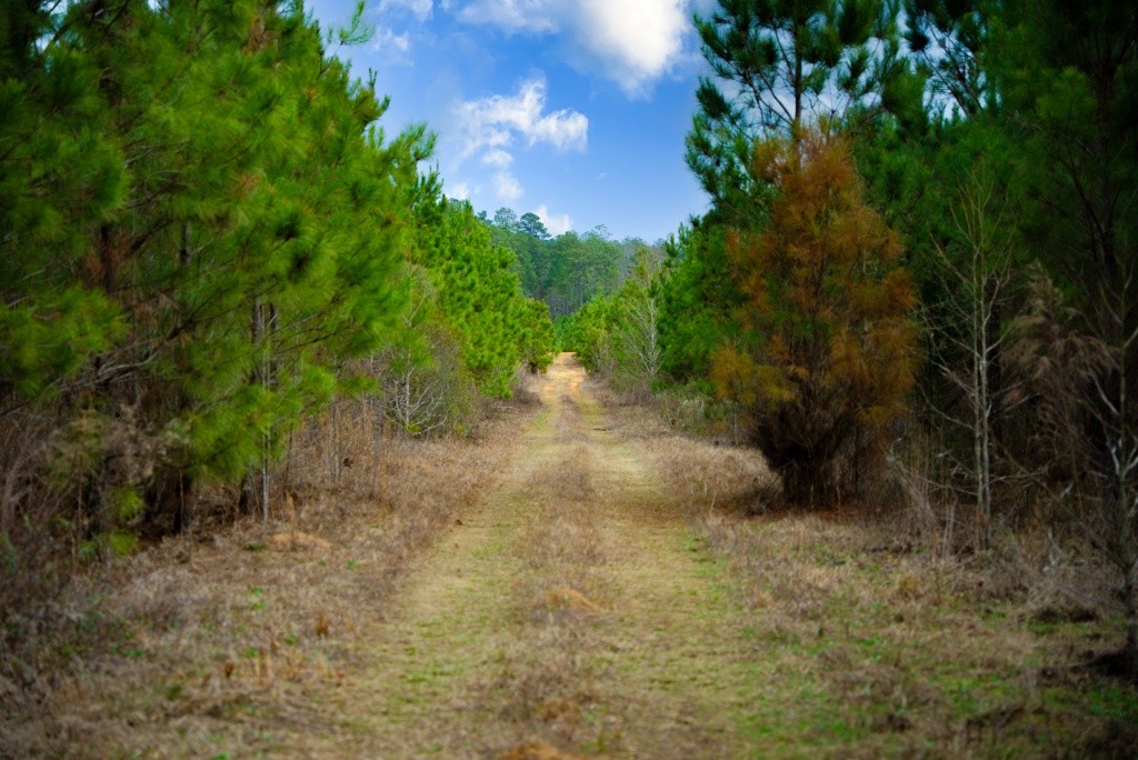 Camp Branch Tract Photo