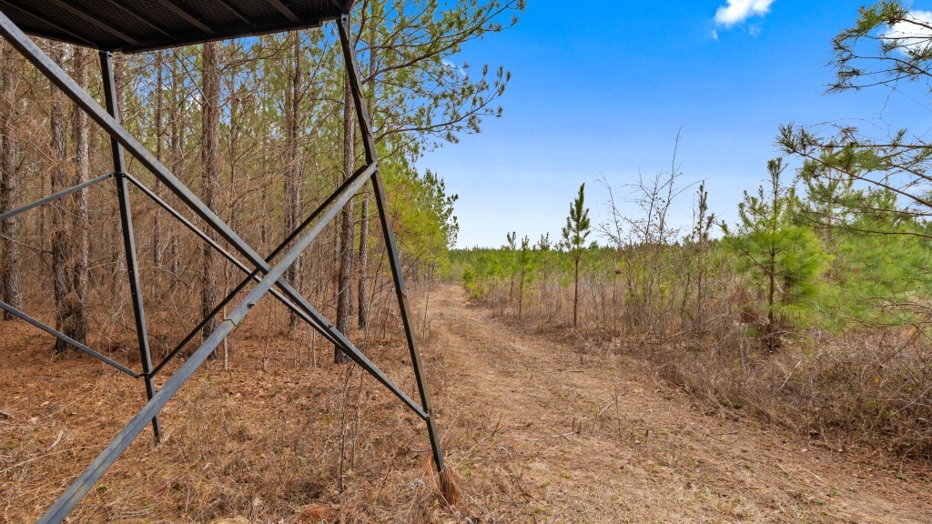 Payne Bottom Timberland Photo