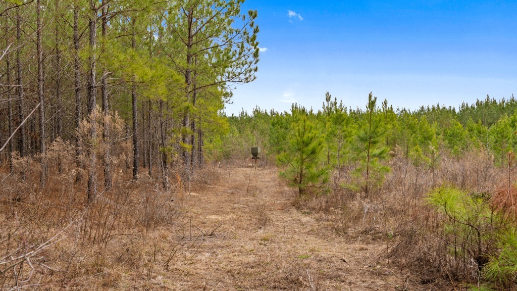 Payne Bottom Timberland Photo