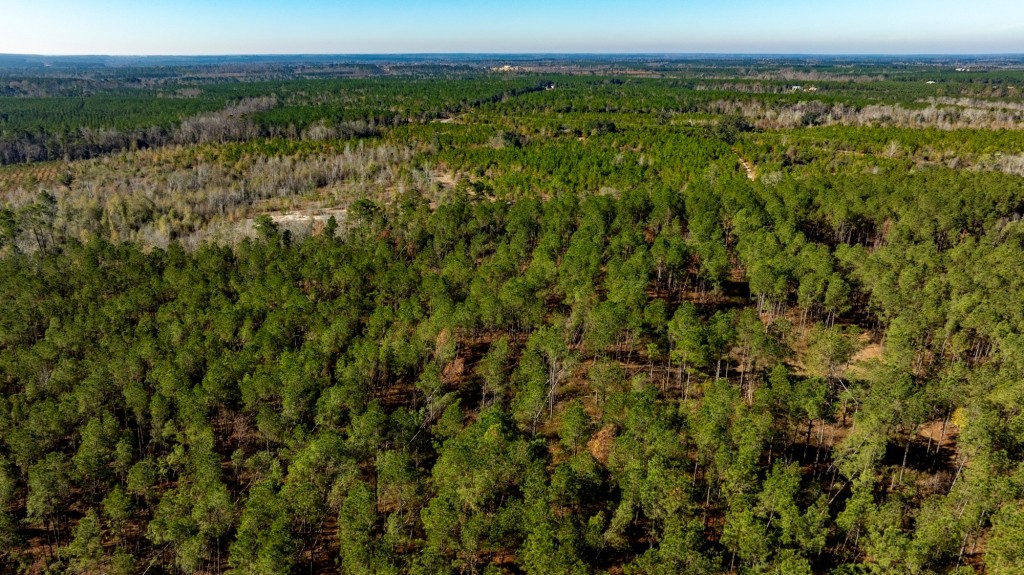 Buck Creek Timber Photo