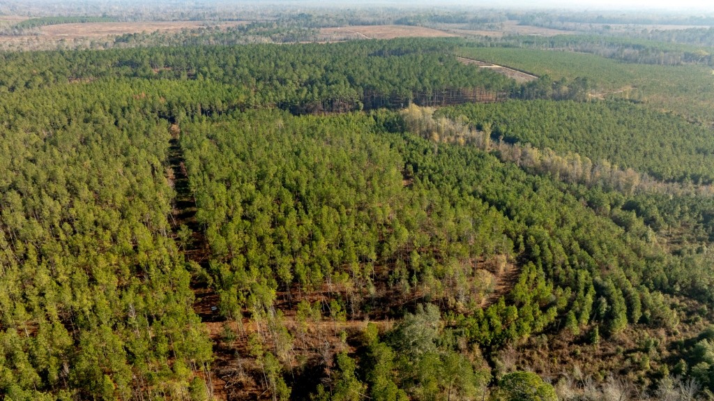 White Spring Timber Photo