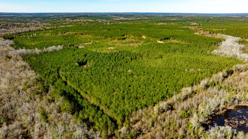 Payne Bottom Timberland Photo