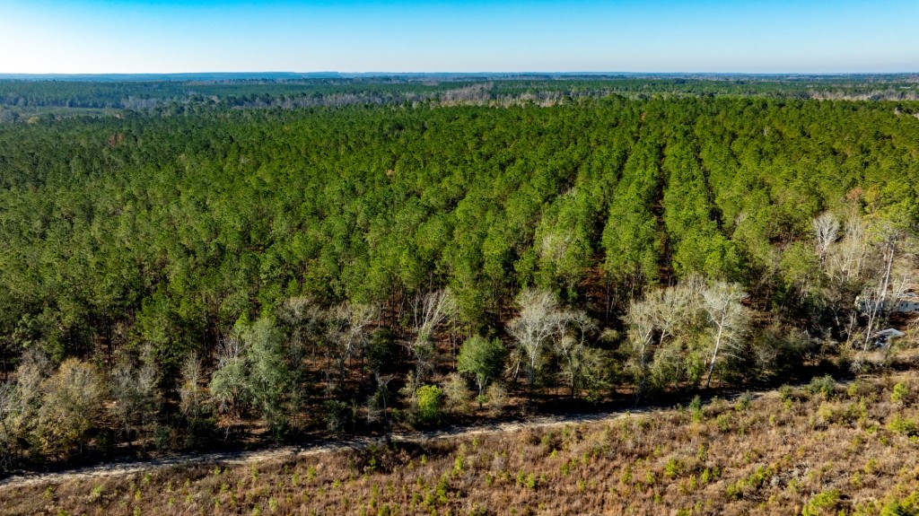 Buck Creek Timber Photo