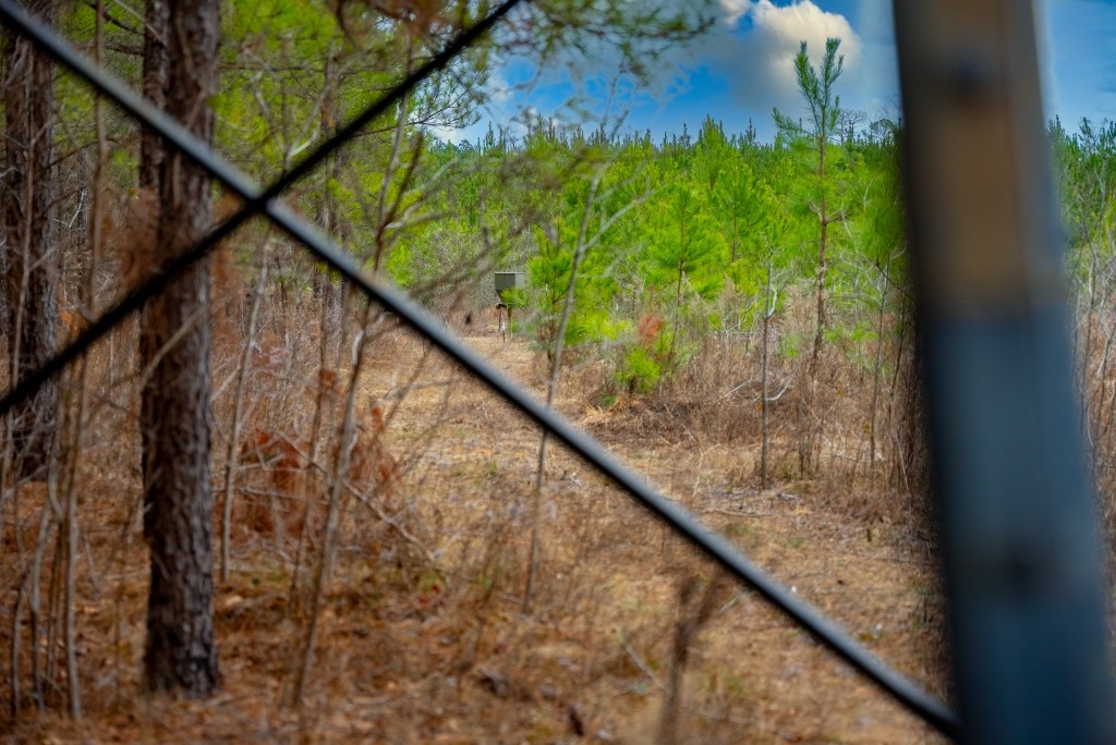 Payne Bottom Timberland Photo