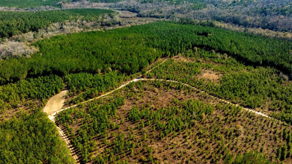 Payne Bottom Timberland Photo