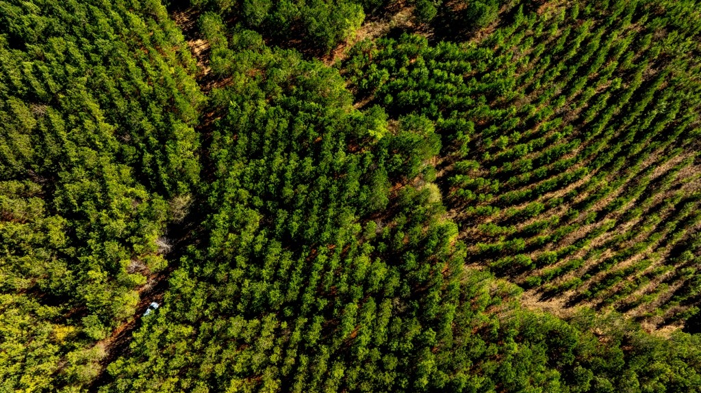 Payne Bottom Timberland Photo