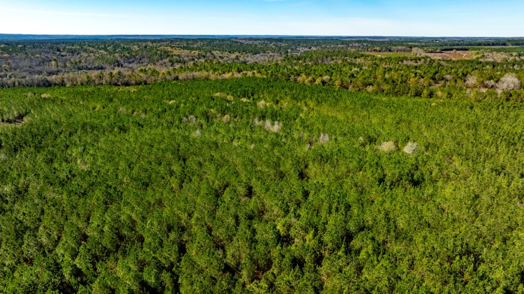 Payne Bottom Timberland Photo