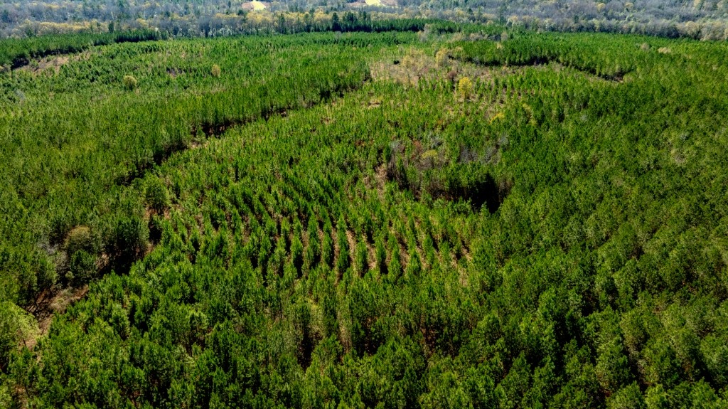 Payne Bottom Timberland Photo