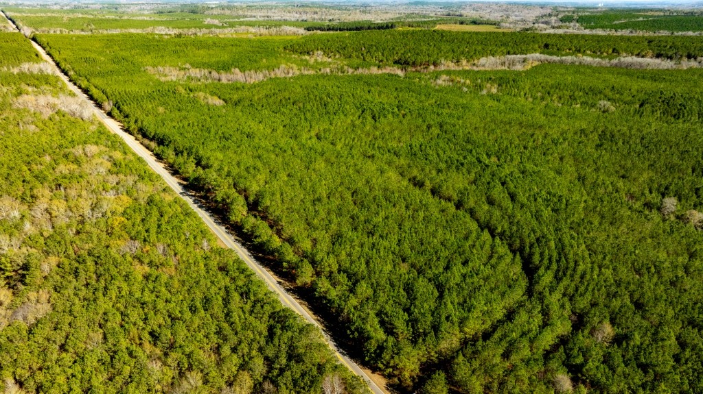 Payne Bottom Timberland Photo