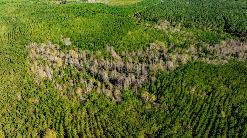 Payne Bottom Timberland Photo