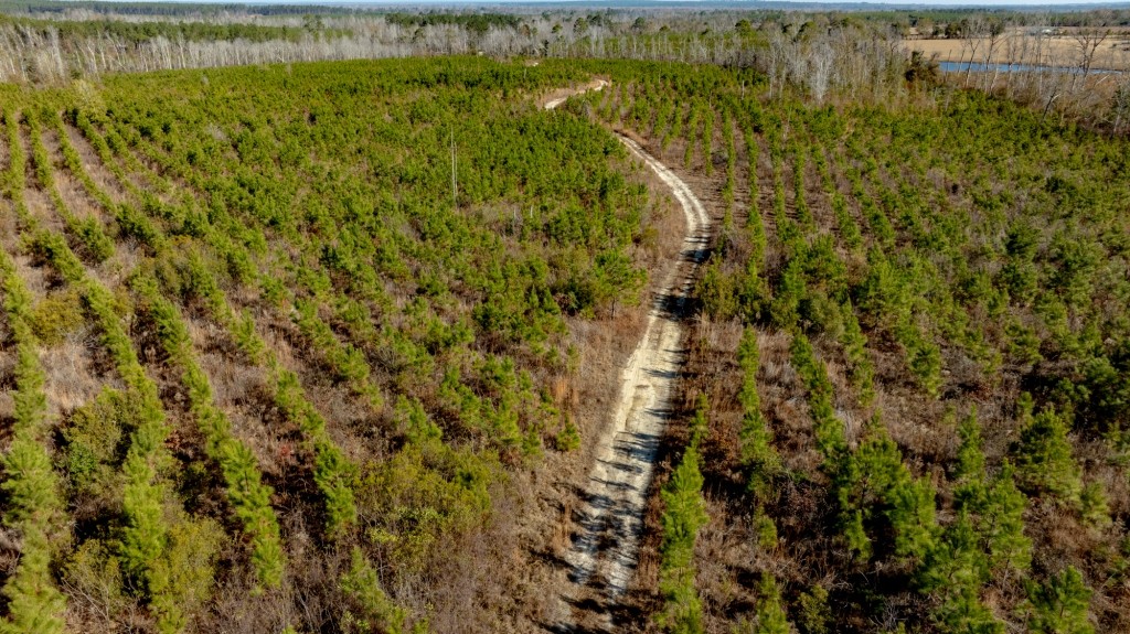 Buck Creek Timber Photo