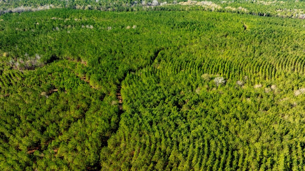 Payne Bottom Timberland Photo