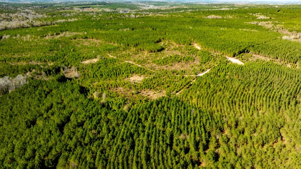 Payne Bottom Timberland Photo