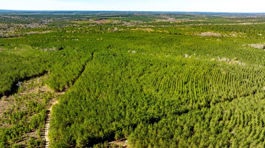 Payne Bottom Timberland Photo