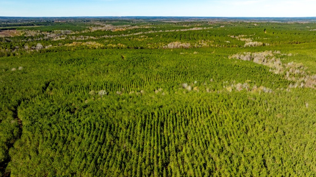 Payne Bottom Timberland Photo