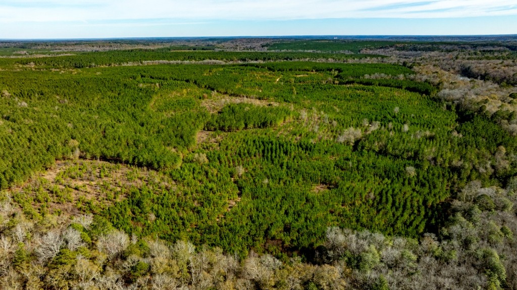 Payne Bottom Timberland Photo