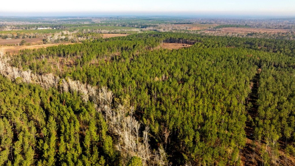 White Spring Timber Photo
