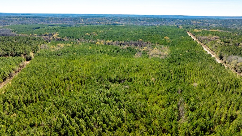 Payne Bottom Timberland Photo