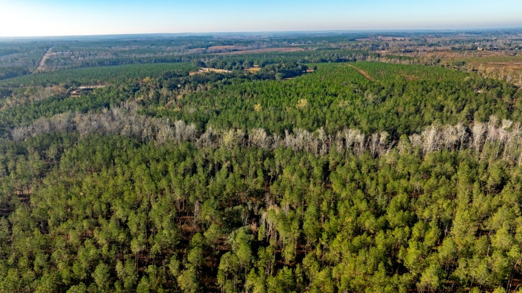 White Spring Timber Photo