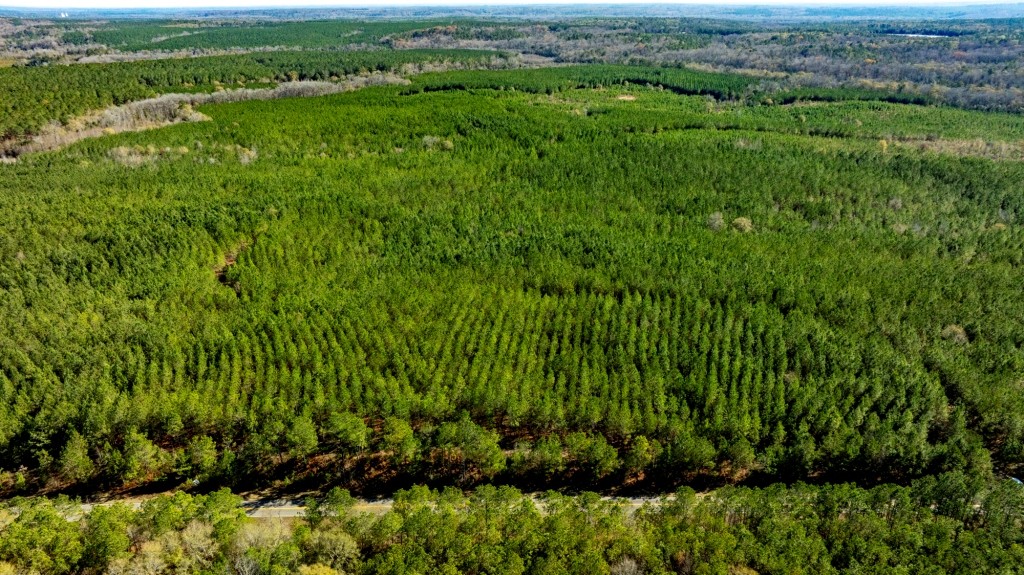 Payne Bottom Timberland Photo