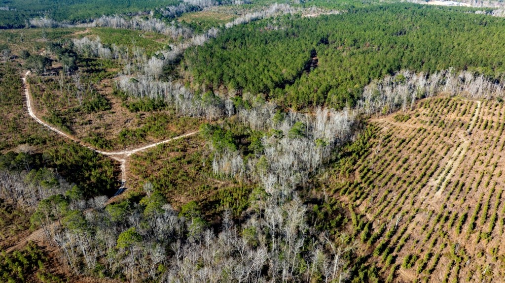 Buck Creek Timber Photo