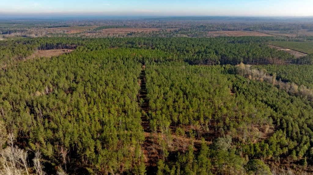 White Spring Timber Photo