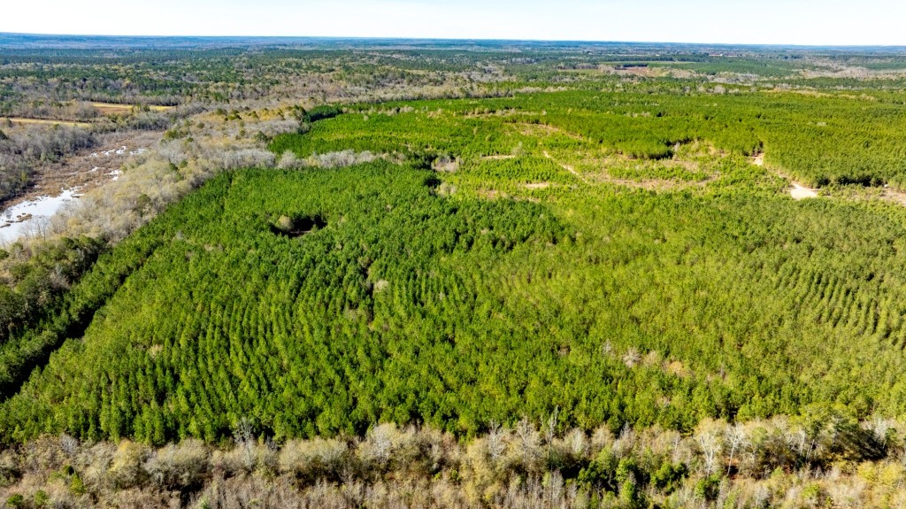 Payne Bottom Timberland Photo