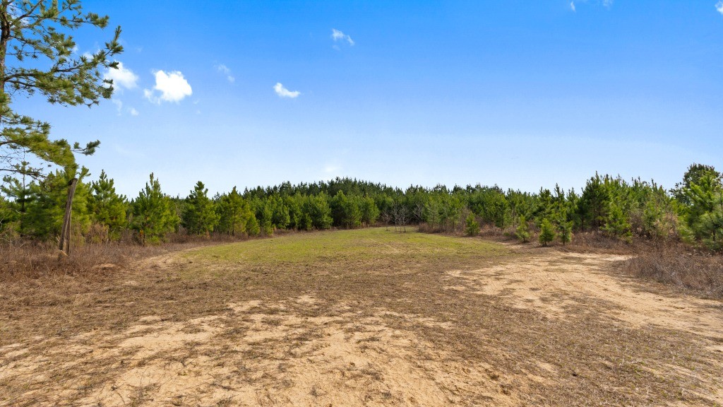 Payne Bottom Timberland Photo