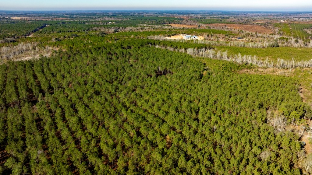 Buck Creek Timber Photo