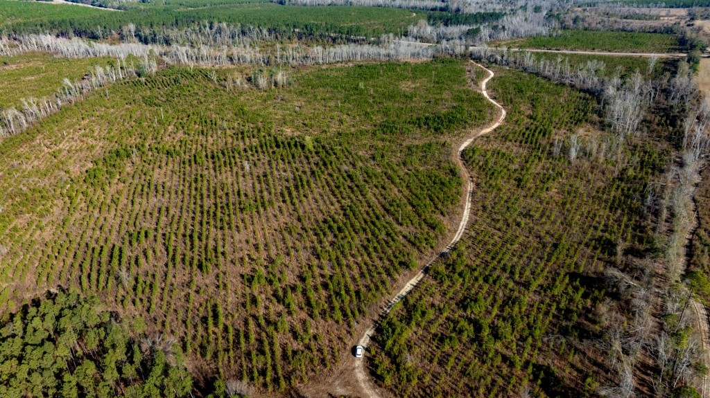 Buck Creek Timber Photo