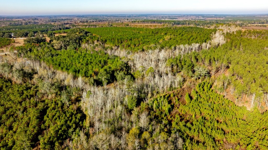 White Spring Timber Photo