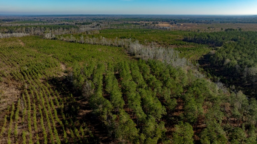 Buck Creek Timber Photo