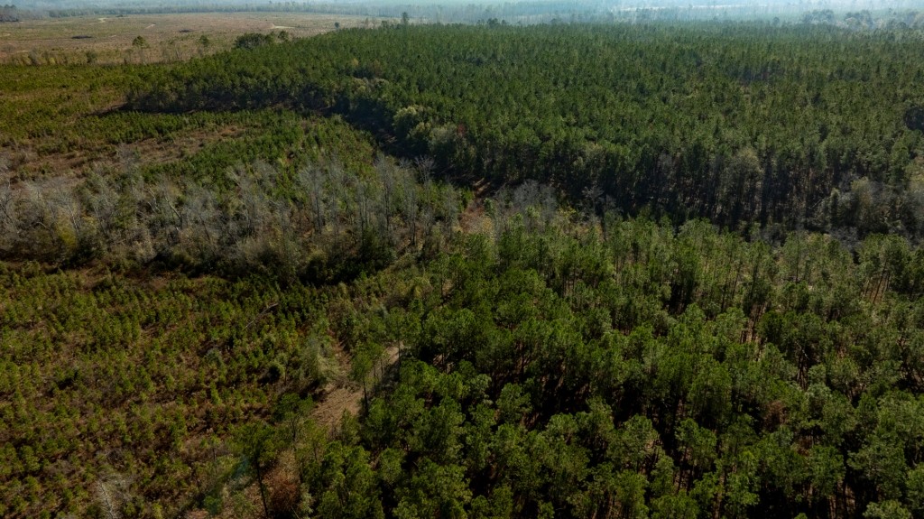 Buck Creek Timber Photo