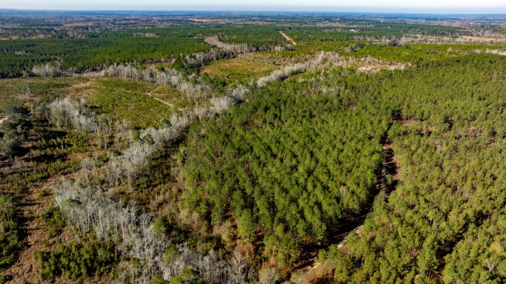 Buck Creek Timber Photo