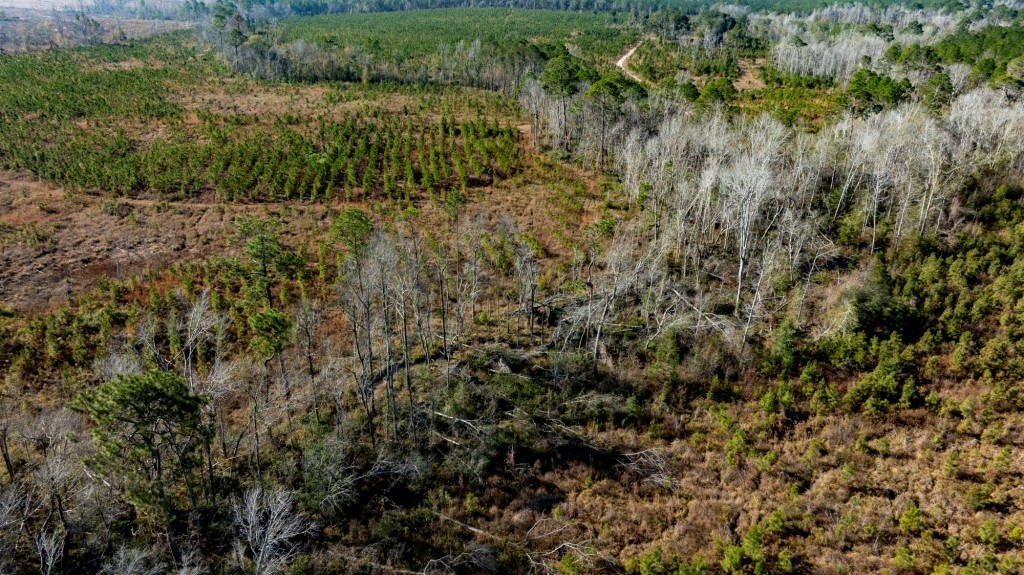 Buck Creek Timber Photo