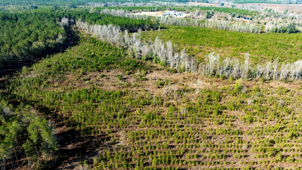 Buck Creek Timber Photo