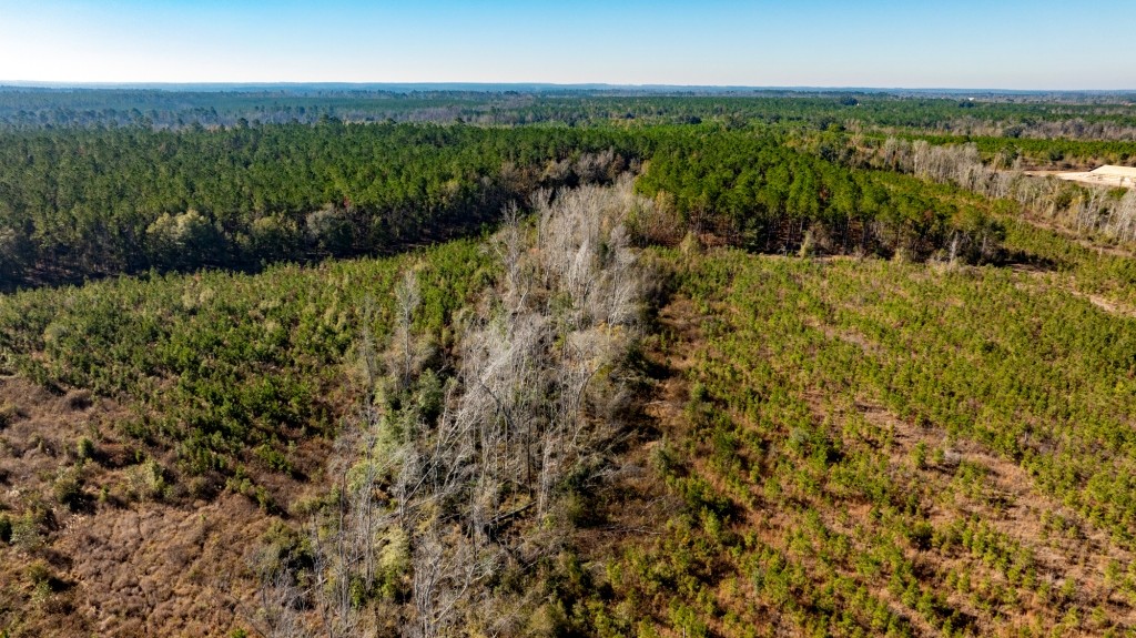 Buck Creek Timber Photo